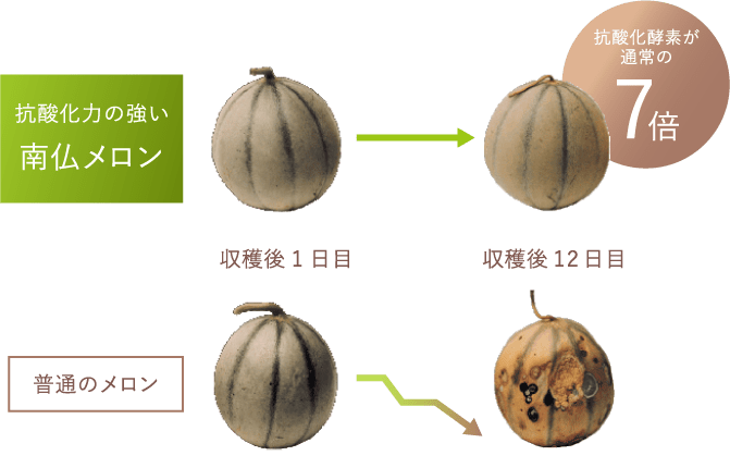 特別なメロン